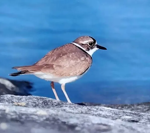 野鳥の写真