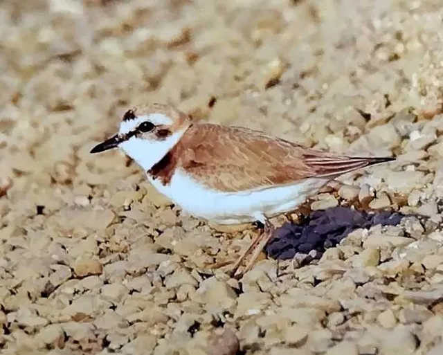 野鳥の写真