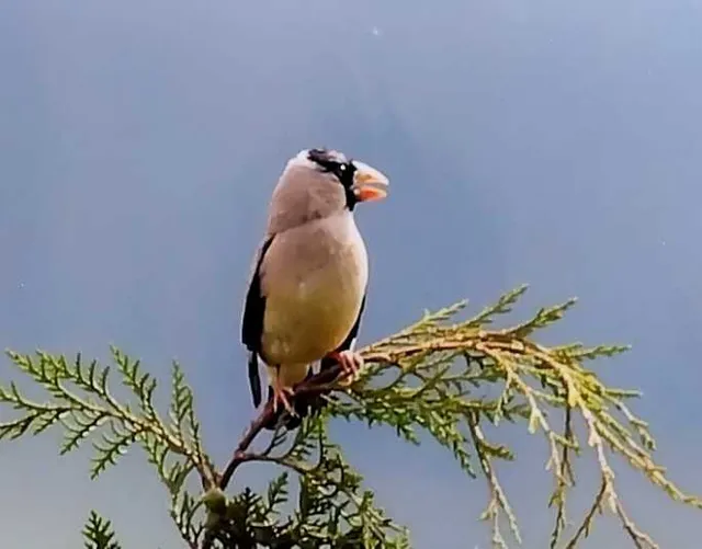 野鳥の写真