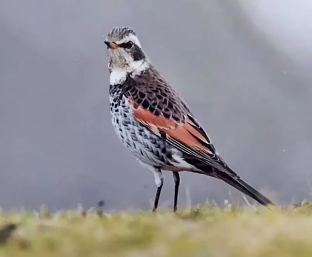 野鳥の写真