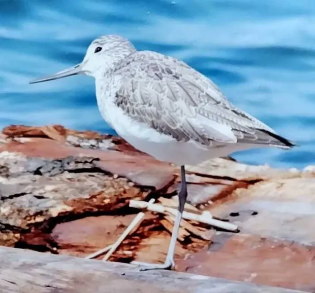 野鳥の写真