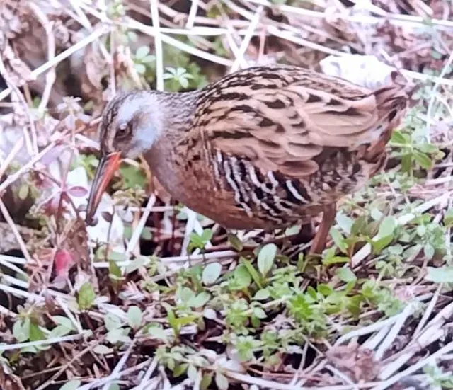 野鳥の写真