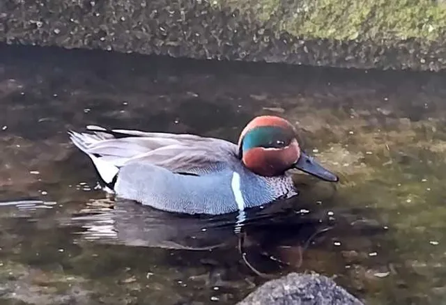 野鳥の写真