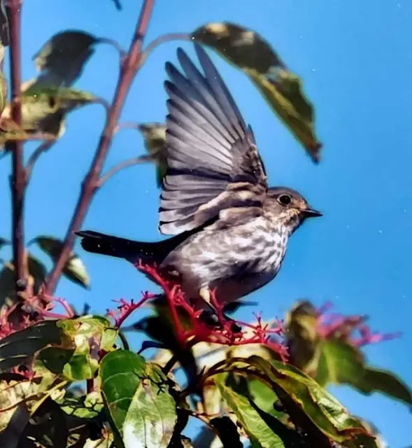 野鳥の写真