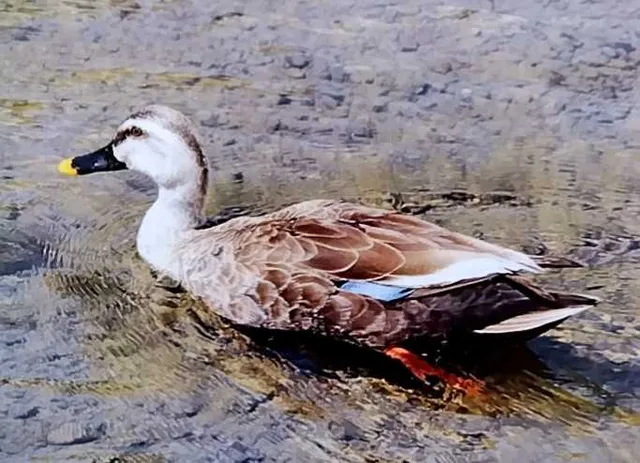 野鳥の写真