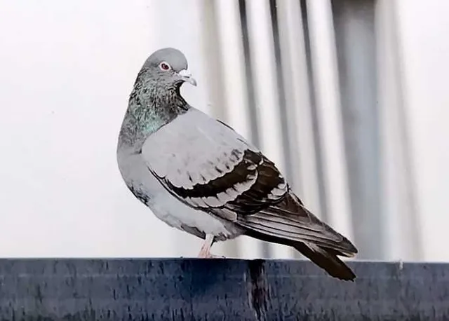 野鳥の写真