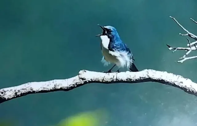 野鳥の写真