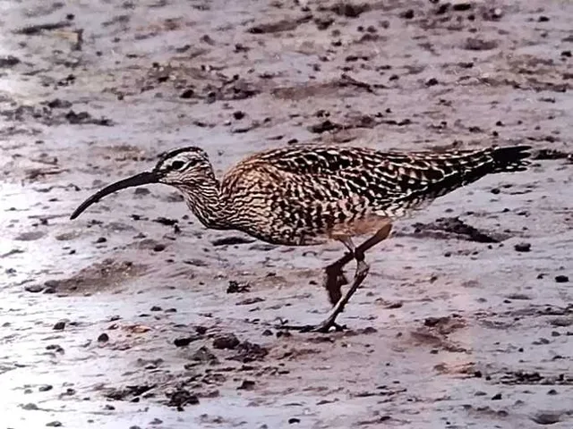 Species Image