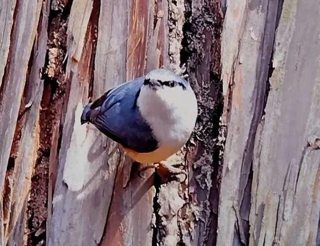 野鳥の写真