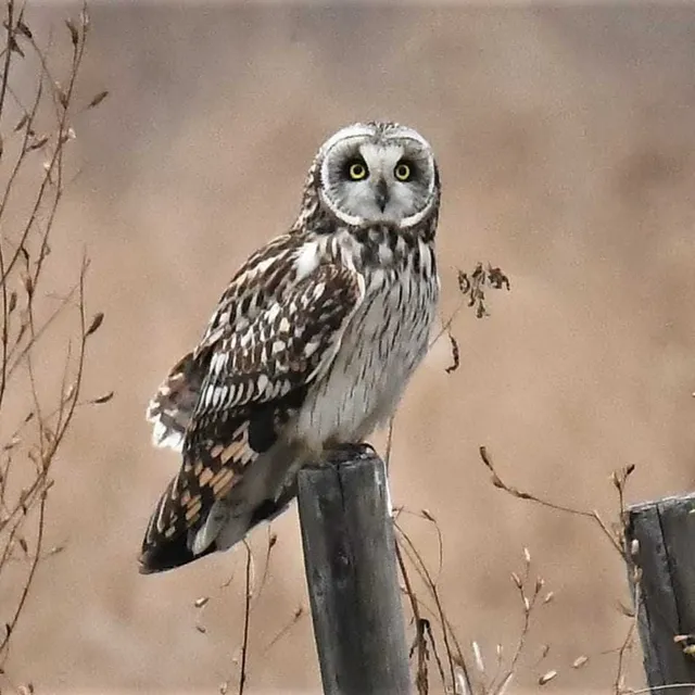 野鳥の写真