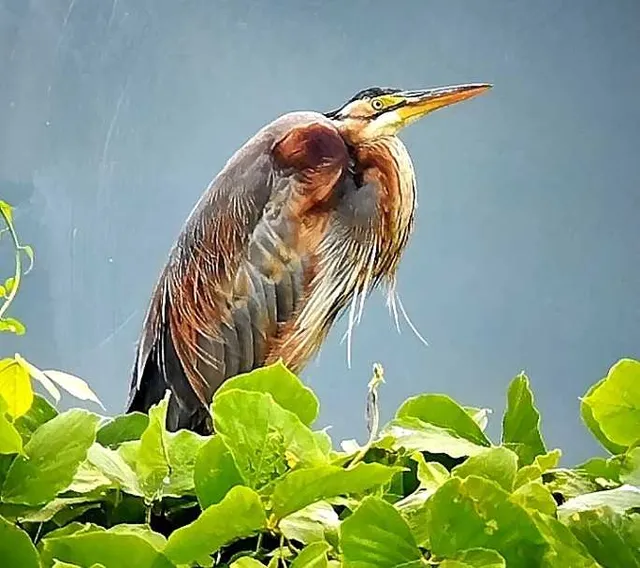 野鳥の写真