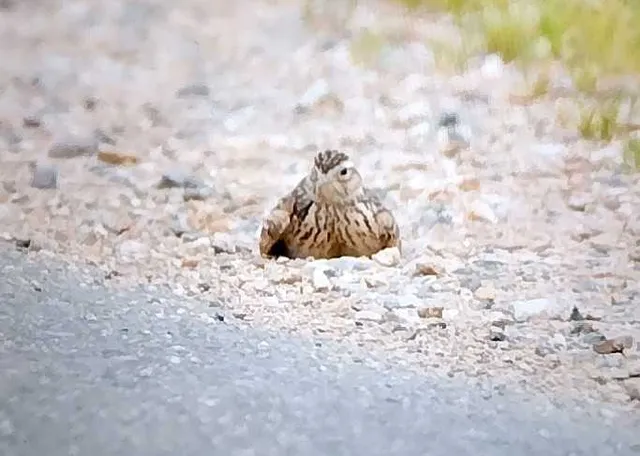 野鳥の写真
