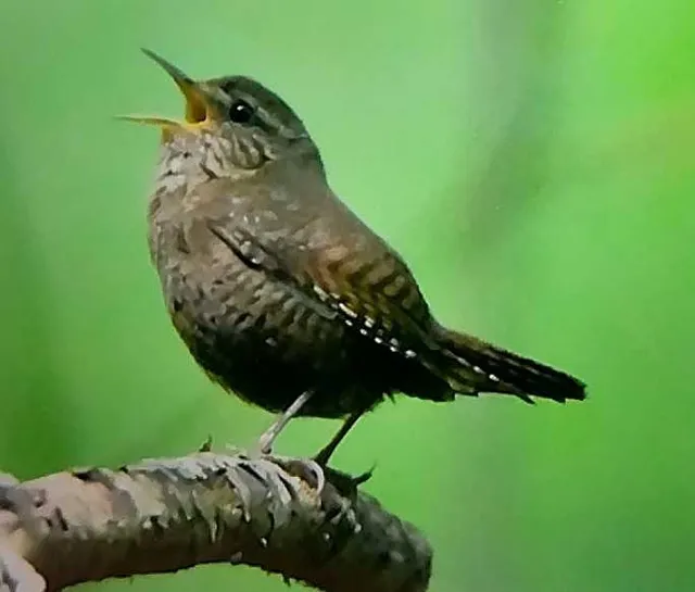 野鳥の写真