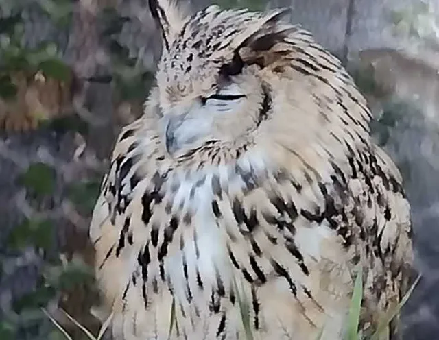 野鳥の写真