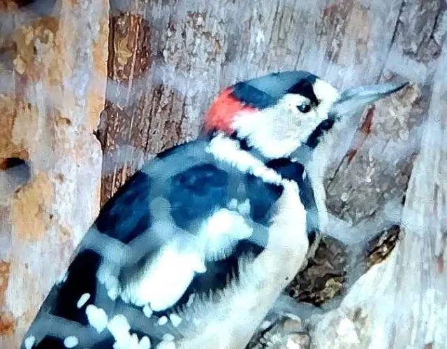 Species Image