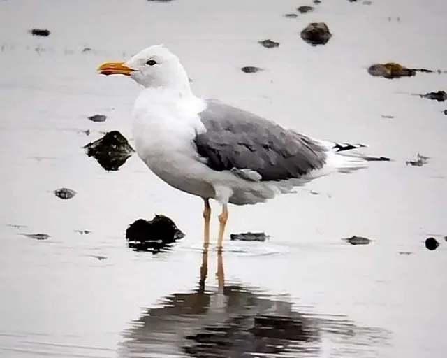 野鳥の写真