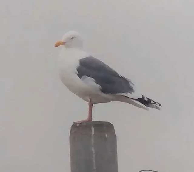 野鳥の写真