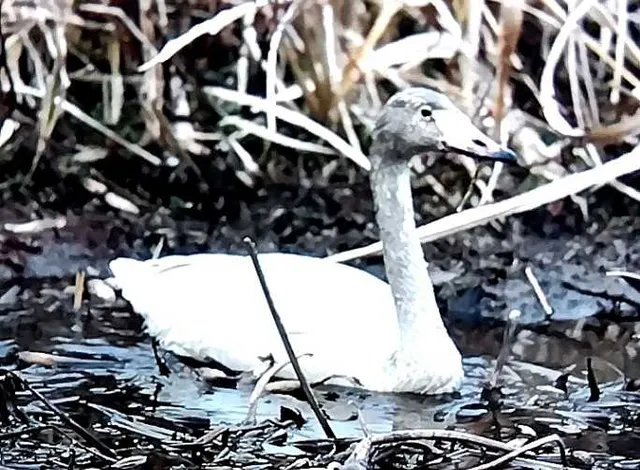 野鳥の写真