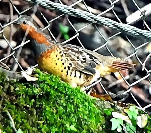 野鳥の写真