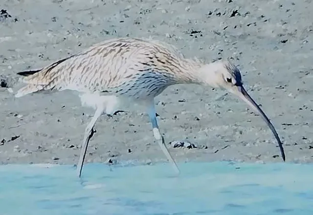 野鳥の写真