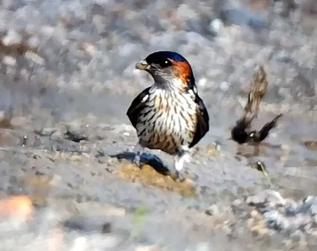Species Image