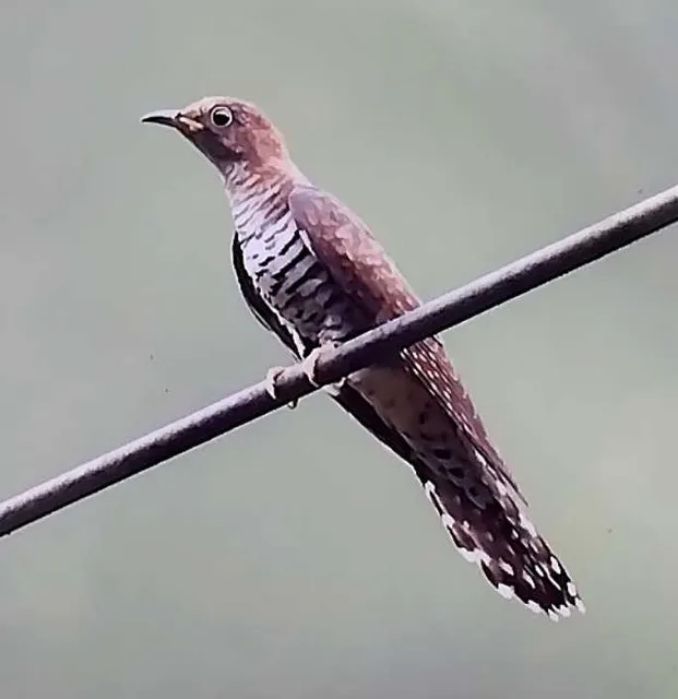 野鳥の写真