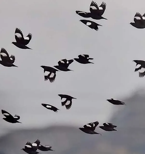 野鳥の写真