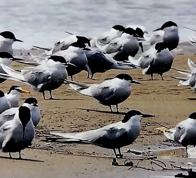 野鳥の写真