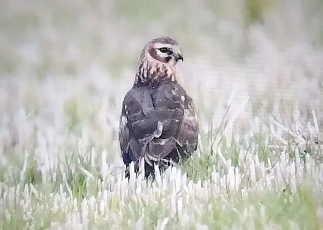 野鳥の写真
