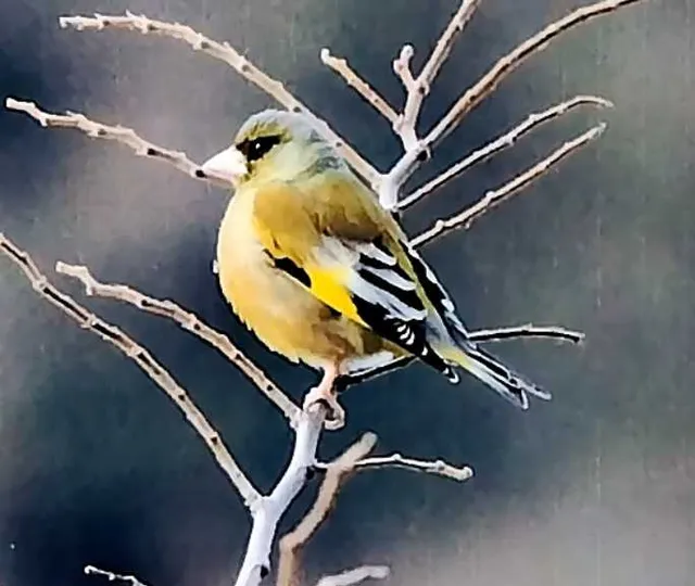 野鳥の写真