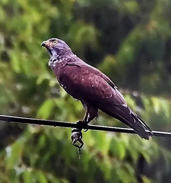 野鳥の写真