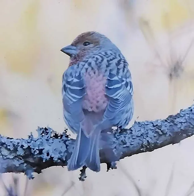野鳥の写真