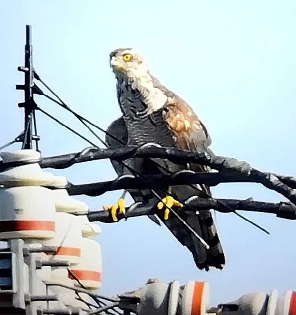 野鳥の写真