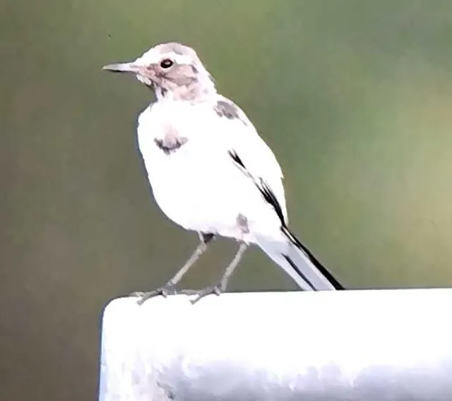 野鳥の写真