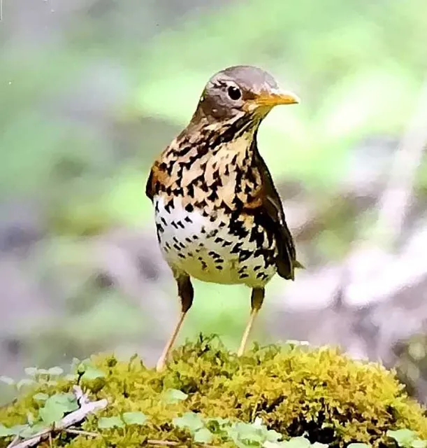 野鳥の写真