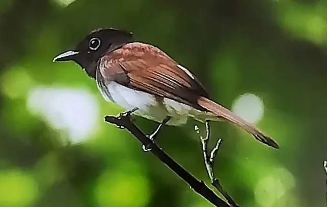 野鳥の写真