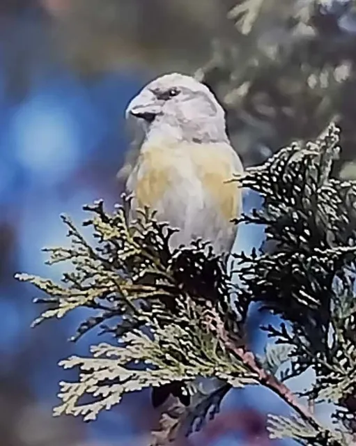 野鳥の写真