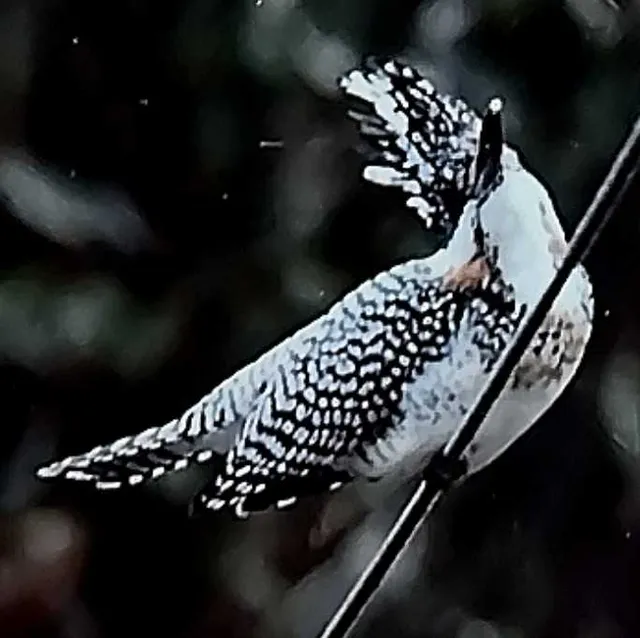 野鳥の写真