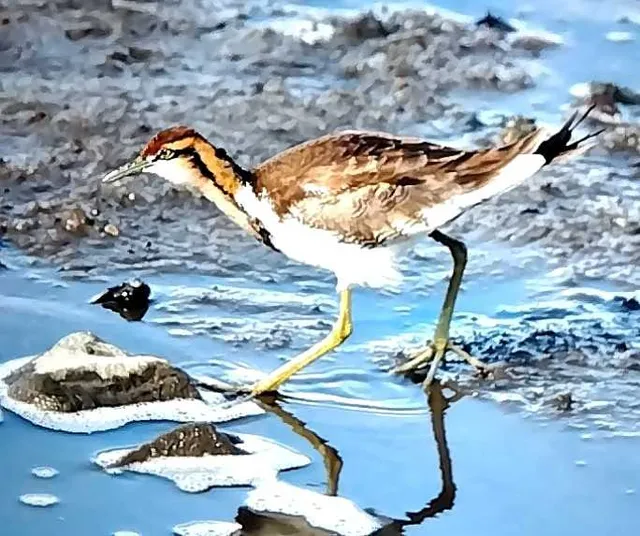 野鳥の写真