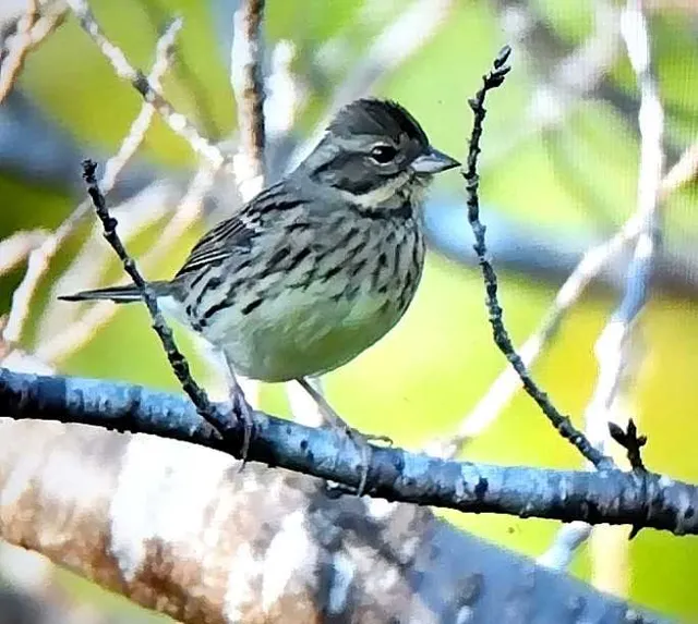 野鳥の写真