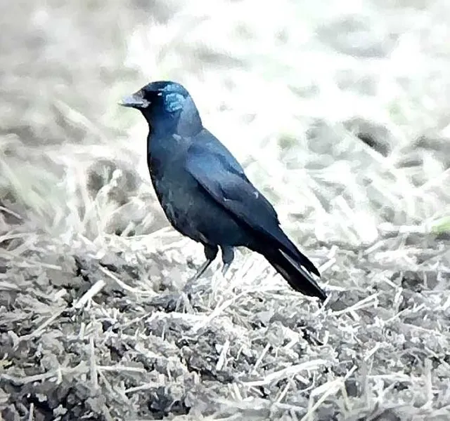 野鳥の写真