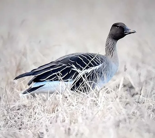 野鳥の写真