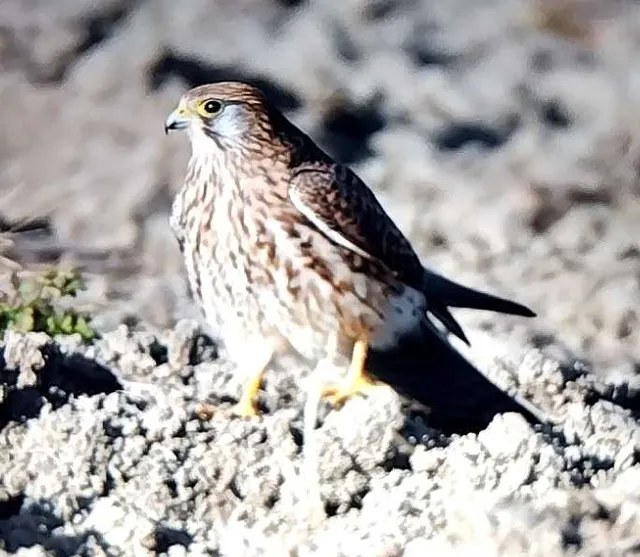 野鳥の写真