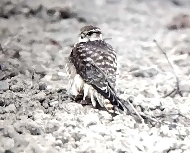野鳥の写真