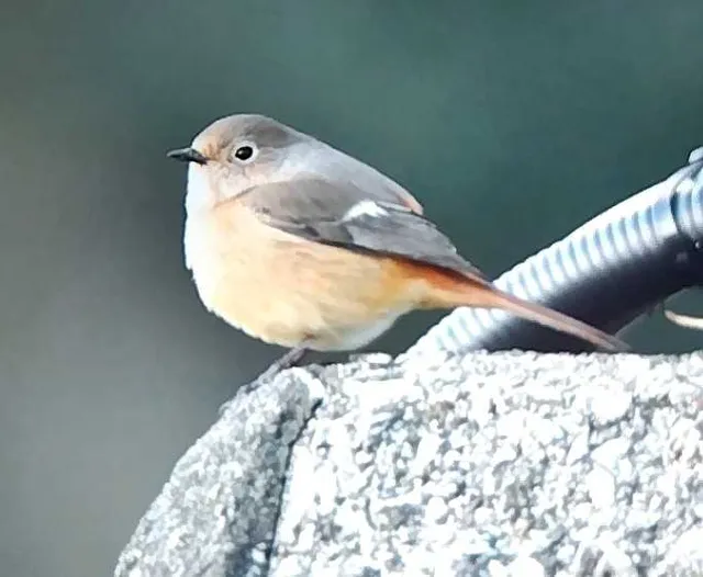 野鳥の写真