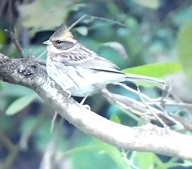 野鳥の写真