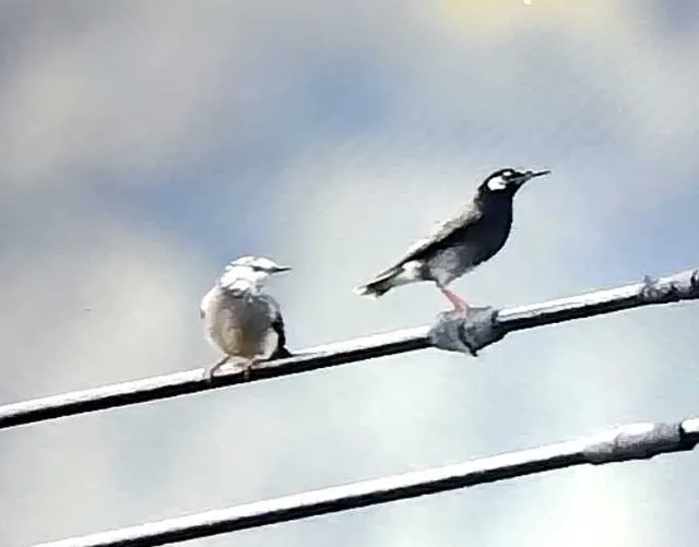 野鳥の写真