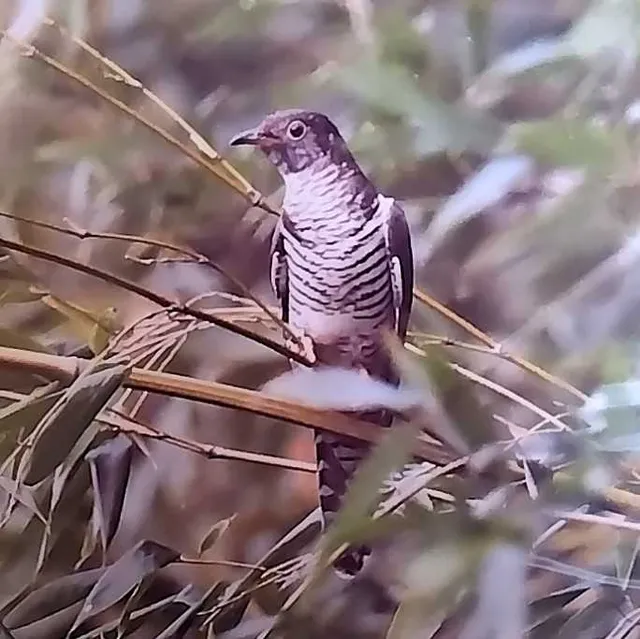 野鳥の写真