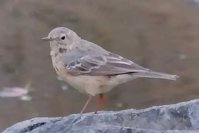 Species Image
