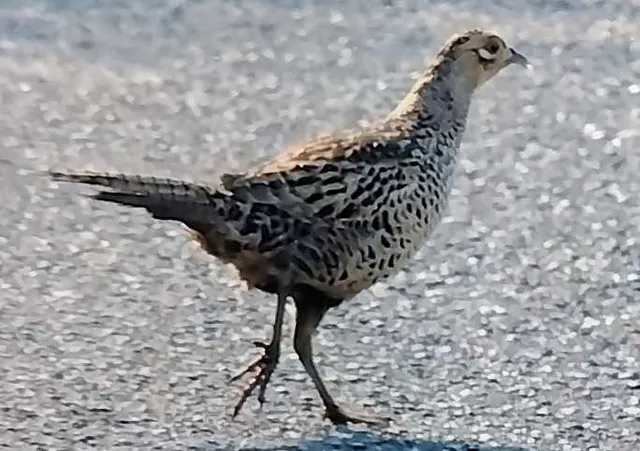 野鳥の写真